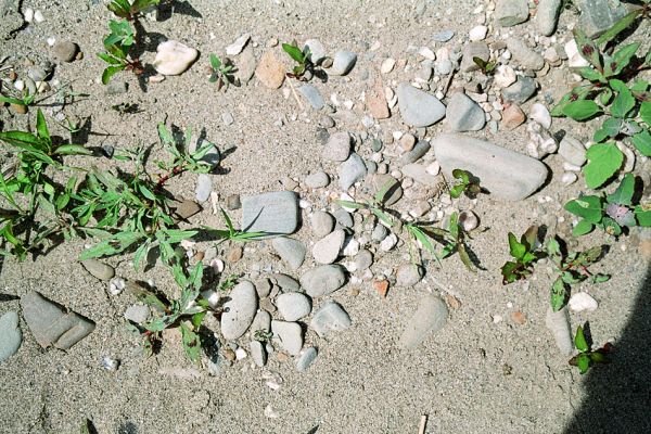 Starý Bohumín, Odra, 22.5.2005
Štěrkový a písčitý náplav Odry u protrženého meandru. Biotop kovaříka Zorochros meridionalis.
Schlüsselwörter: Starý Bohumín řeka Odra Zorochros meridionalis