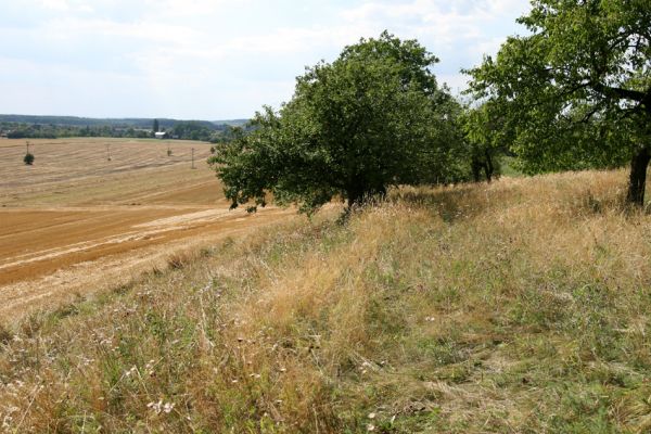 Bohuslavice - Králíčkův kopec, 5.8.2008
Pohled z třešňovky na Bohuslavice.
Mots-clés: Bohuslavice Králíčkův kopec třešňovka