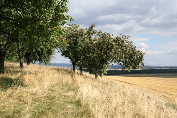 Bohuslavice - Králíčkův kopec, 5.8.2008
Step na jižním okraji třešňovky. Pohled na Orlické hory.
Schlüsselwörter: Bohuslavice Králíčkův kopec třešňovka