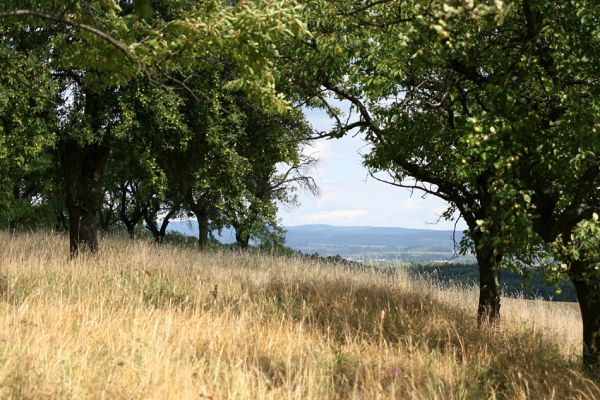 Bohuslavice - Králíčkův kopec, 5.8.2008
Pohled z třešňovky na Orlické hory.
Schlüsselwörter: Bohuslavice Králíčkův kopec třešňovka