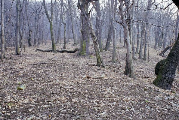 Budča, 28.3.2003
Boky - suťový les.



Klíčová slova: Budča Boky
