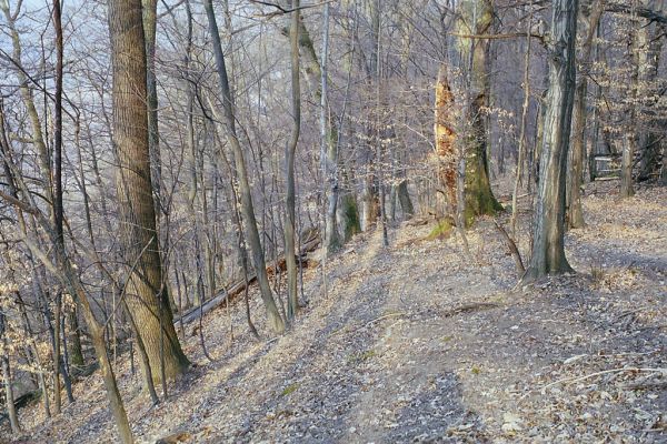 Budča, 28.3.2003
Boky - suťový les.

Mots-clés: Budča Boky Ampedus cardinalis hjorti