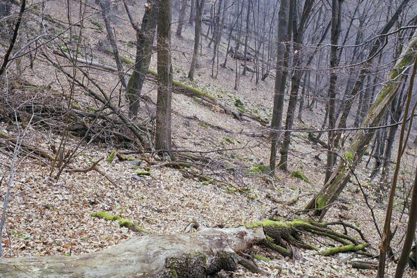 Budča, 28.3.2003
Boky - suťový les.


Mots-clés: Budča Boky Ampedus nigerrimus quadrisignatus praeustus