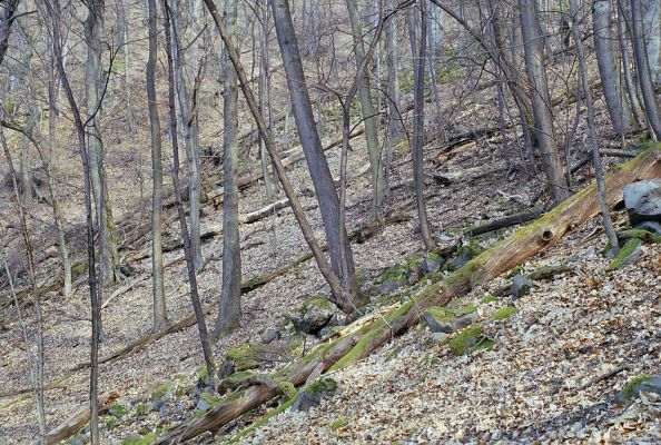 Budča, 28.3.2003
Boky - suťový les.

Klíčová slova: Budča Boky Ampedus nigerrimus quadrisignatus praeustus