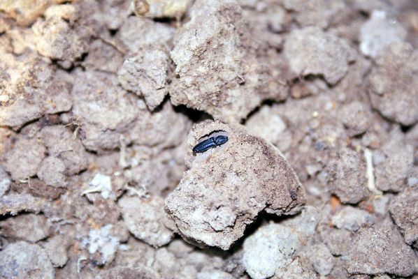 Budča, 28.3.2003
Boky - suťový les. Kovařík Limoniscus violaceus v kukelní kolébce v jílu v dutině rozlomeného kmene dubu.


Schlüsselwörter: Budča Boky Limoniscus violaceus