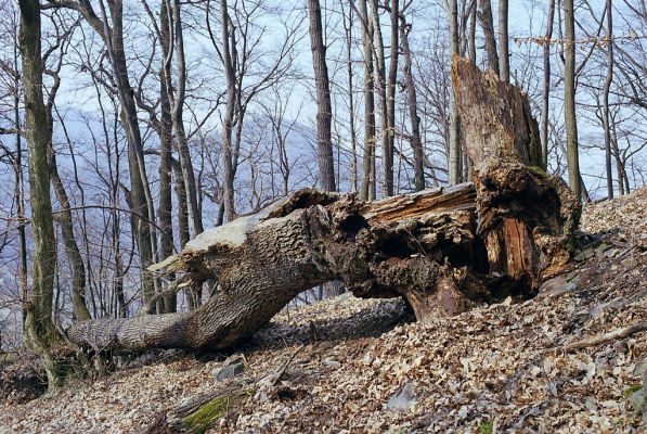 Budča, 28.3.2003
Boky - suťový les. Rozlomený kmen dubu s dutinou osídlenou kovaříky Limoniscus violaceus, Ischnodes sanguinicollis a Cardiophorus gramineus. 

Schlüsselwörter: Budča Boky Limoniscus violaceus Ischnodes sanguinicollis Cardiophorus gramineus