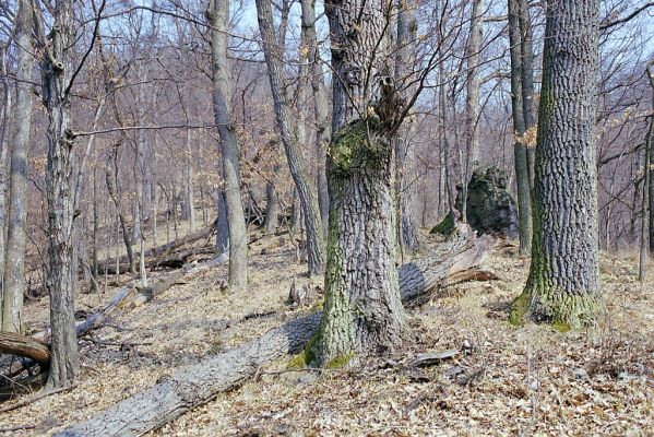 Budča, 28.3.2003
Boky - suťový les.


Mots-clés: Budča Boky Limoniscus violaceus