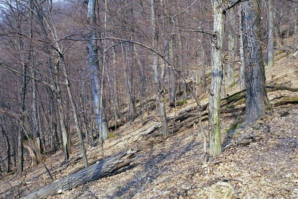 Budča, 28.3.2003
Boky - suťový les.


Klíčová slova: Budča Boky Ampedus nigerrimus praeustus quadrisignatus