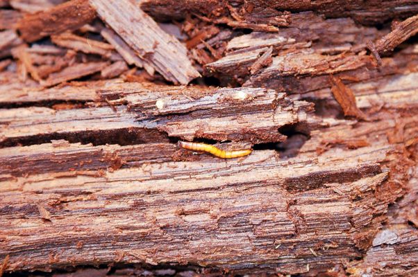 Budča, 28.3.2003
Boky - suťový les. Larva kovaříka Ampedus praeustus v trouchnivém dřevě padlého kmene dubu.



Klíčová slova: Budča Boky Ampedus praeustus