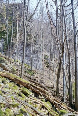 Budča, 28.3.2003
Boky - suťový les.

Klíčová slova: Budča Boky
