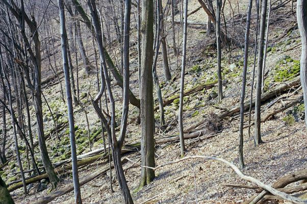 Budča, 28.3.2003
Boky - suťový les.


Klíčová slova: Budča Boky Ampedus nigerrimus praeustus quadrisignatus Gnorimus variabilis