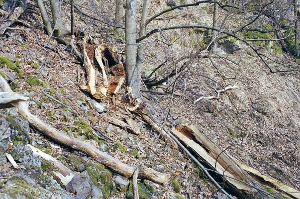 Budča, 28.3.2003
Boky - suťový les. Trouchnivé dřevo středové části rozlomeného kmene lípy - biotop kovaříka Podeonius acuticornis.


Klíčová slova: Budča Boky Podeonius acuticornis