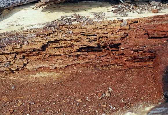 Budča, 28.3.2003
Boky - suťový les. Trouchnivé dřevo středové části rozlomeného kmene lípy - biotop kovaříka Podeonius acuticornis.


Mots-clés: Budča Boky Podeonius acuticornis