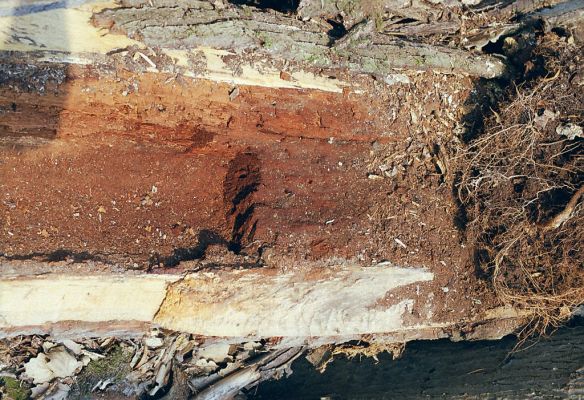 Budča, 28.3.2003
Boky - suťový les. Trouchnivé dřevo středové části rozlomeného kmene lípy - biotop kovaříka Podeonius acuticornis.


Schlüsselwörter: Budča Boky Podeonius acuticornis