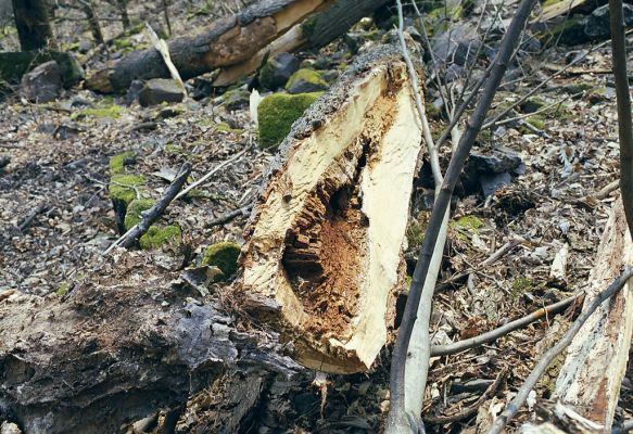 Budča, 28.3.2003
Boky - suťový les. Trouchnivé dřevo středové části rozlomeného kmene lípy - biotop kovaříka Podeonius acuticornis.

Klíčová slova: Budča Boky Podeonius acuticornis