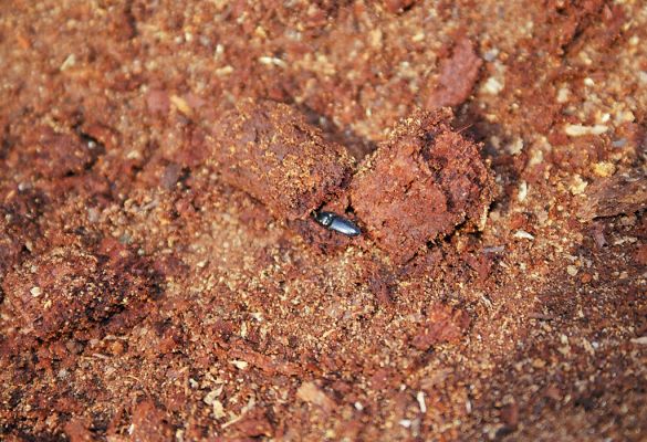 Budča, 28.3.2003
Boky - suťový les. Trouchnivé dřevo středové části rozlomeného kmene lípy - biotop kovaříka Podeonius acuticornis. 



Mots-clés: Budča Boky Podeonius acuticornis