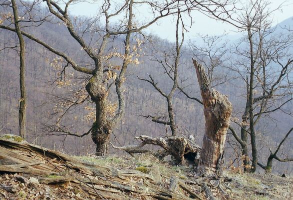 Budča, 28.3.2003
Boky - suťový les.



Klíčová slova: Budča Boky