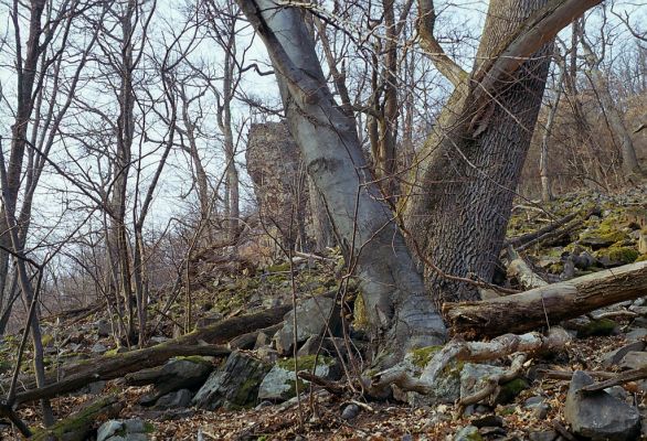 Budča, 28.3.2003
Boky - suťový les.
Schlüsselwörter: Budča Boky