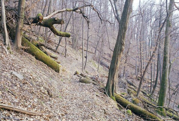 Budča, 28.3.2003
Boky - suťový les.



Klíčová slova: Budča Boky