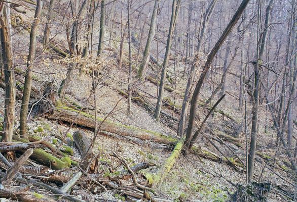 Budča, 28.3.2003
Boky - suťový les.


Schlüsselwörter: Budča Boky Ampedus nigerrimus praeustus quadrisignatus Gnorimus variabilis