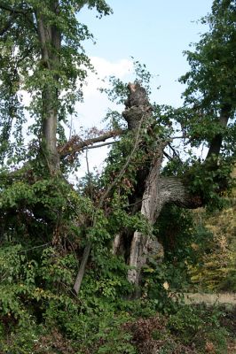 Bolehošťská Lhota, 18.9.2009
Jeden z dutých lipových kmenů v lipové aleji u zámku Bolehošťská Lhota.
Klíčová slova: Bolehošťská Lhota Osmoderma barnabita