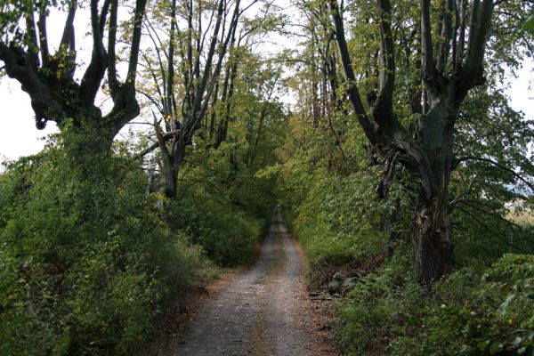 Bolehošťská Lhota, 18.9.2009
Lipová alej u zámku Bolehošťská Lhota.
Klíčová slova: Bolehošťská Lhota Osmoderma barnabita