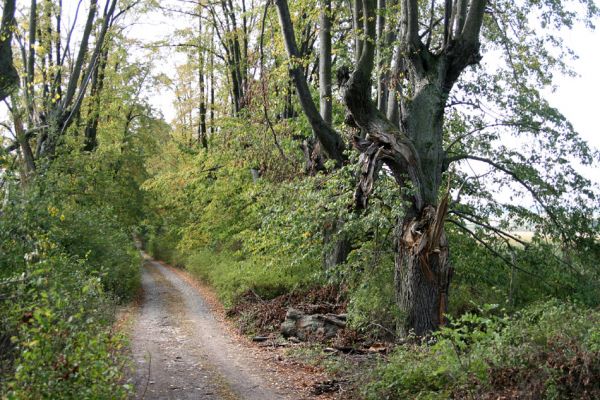 Bolehošťská Lhota, 18.9.2009
Lipová alej k zámku Bolehošťská Lhota.
Schlüsselwörter: Bolehošťská Lhota Osmoderma barnabita