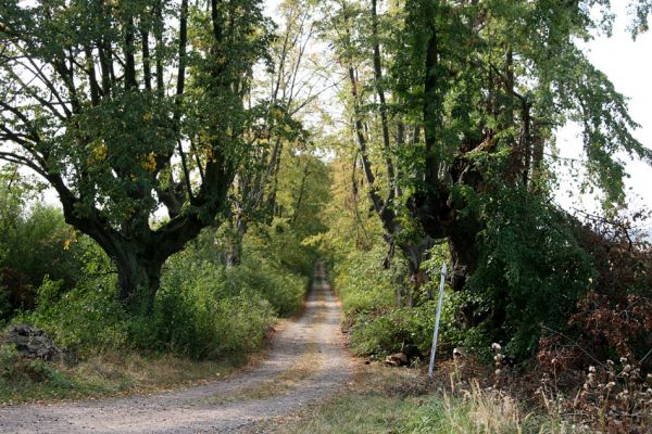 Bolehošťská Lhota, 18.9.2009
Lipová alej k zámku Bolehošťská Lhota.
Klíčová slova: Bolehošťská Lhota Osmoderma barnabita