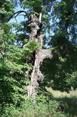 Bolehošť, 30.8.2007
Lípa v lipové aleji k zámku Bolehošťská Lhota.
Mots-clés: Bolehošť Bolehošťská Lhota Hypoganus inunctus