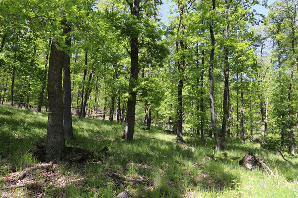 Boleradice, 8.5.2023
Kukle.
Keywords: Boleradice Kukle Prosternon chrysocomum