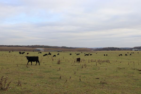 Borek, 23.11.2021
Pastvina pod Borkovským kopcem.
Klíčová slova: Borek Borkovský kopec Aphodius fimetarius pedellus