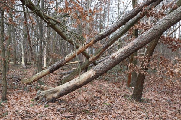 Borek, 23.11.2021
Borkovský kopec, borovice osídlená lenci Zilora obscura.
Klíčová slova: Borek Borkovský kopec Zilora obscura