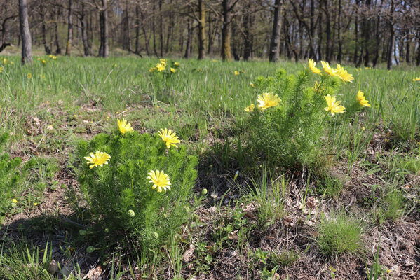 Bořetice, 22.4.2023
Zázmoníky.
Klíčová slova: Bořetice Zázmoníky vrch Horní ochozy