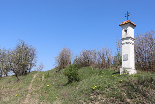 Bořetice, 22.4.2023
Zázmoníky.
Schlüsselwörter: Bořetice Zázmoníky vrch Horní ochozy