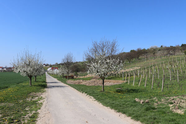 Bořetice, 22.4.2023
Bořetice od východu.
Keywords: Bořetice Zázmoníky vrch Horní ochozy