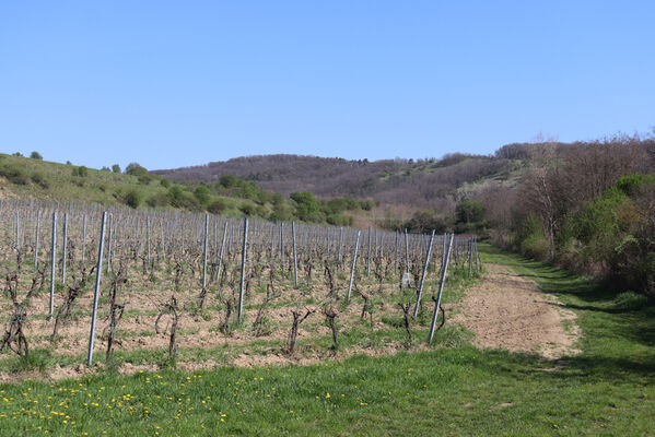 Bořetice, 22.4.2023
Pohled na Zázmoníky a Horní ochozy od Bořetic.
Keywords: Bořetice Zázmoníky vrch Horní ochozy