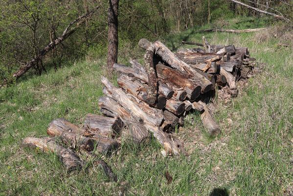 Bořetice, 22.4.2023
Pod Zázmoníky. Biotop kovaříků Stenagostus rhombeus.
Klíčová slova: Bořetice Zázmoníky vrch Horní ochozy Stenagostus rhombeus