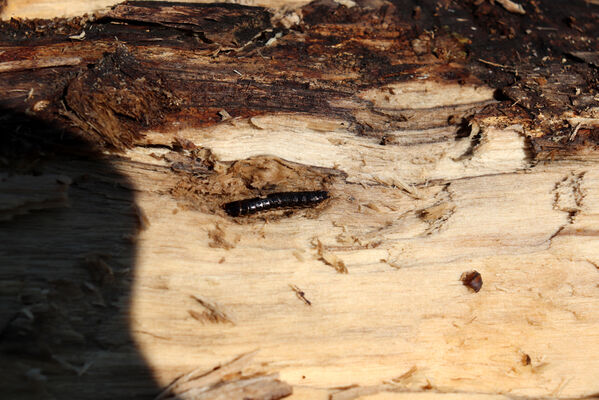 Bořetice, 22.4.2023
Pod Zázmoníky. Larva kovaříka Stenagostus rhombeus.
Keywords: Bořetice Zázmoníky vrch Horní ochozy Stenagostus rhombeus