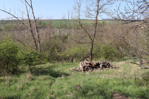 Bořetice, 22.4.2023
Pod Zázmoníky. Biotop kovaříků Stenagostus rhombeus.
Mots-clés: Bořetice Zázmoníky vrch Horní ochozy Stenagostus rhombeus