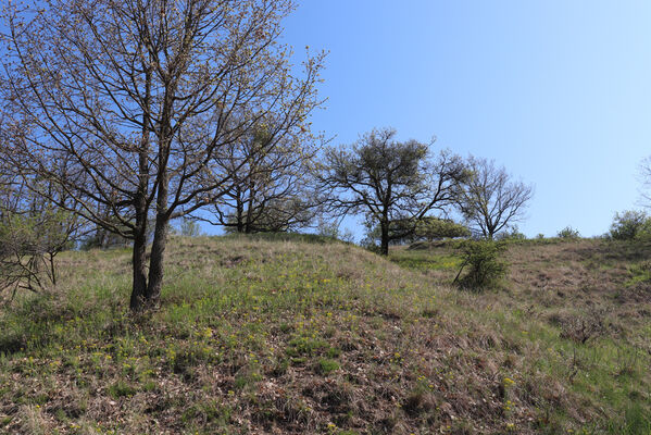 Bořetice, 22.4.2023
Zázmoníky.
Mots-clés: Bořetice Zázmoníky