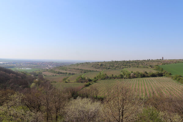 Bořetice, 22.4.2023
Zázmoníky - pohled na Kraví horu.
Keywords: Bořetice Zázmoníky