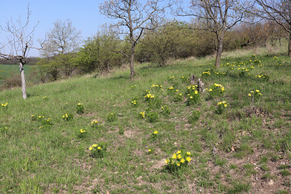 Bořetice, 22.4.2023
Zázmoníky.
Klíčová slova: Bořetice Zázmoníky