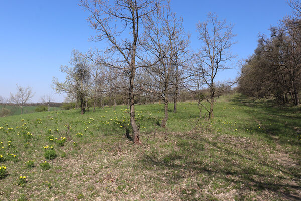 Bořetice, 22.4.2023
Zázmoníky.
Schlüsselwörter: Bořetice Zázmoníky