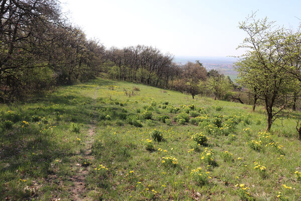 Bořetice, 22.4.2023
Zázmoníky.
Schlüsselwörter: Bořetice Zázmoníky