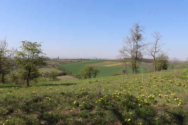 Bořetice, 22.4.2023
Zázmoníky.
Mots-clés: Bořetice Zázmoníky vrch Horní ochozy