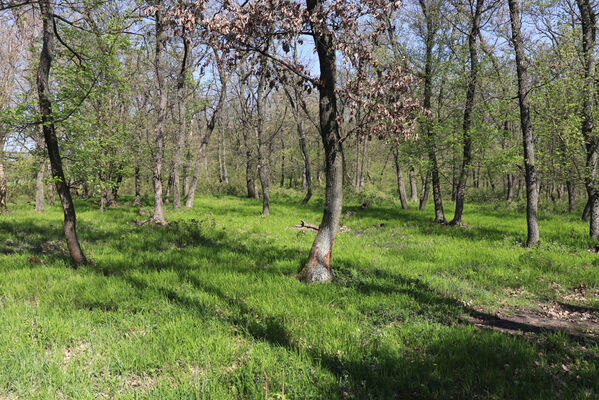 Kobylí, 22.4.2023
Les na Horních ochozech. 
Keywords: Kobylí vrch Horní ochozy