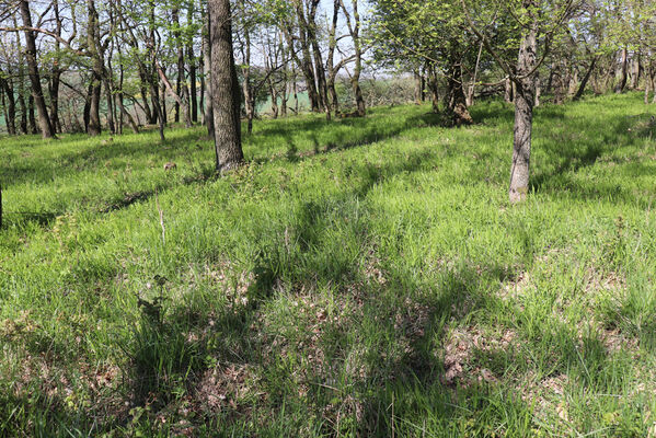 Kobylí, 22.4.2023
Les na Horních ochozech. 
Schlüsselwörter: Kobylí vrch Horní ochozy