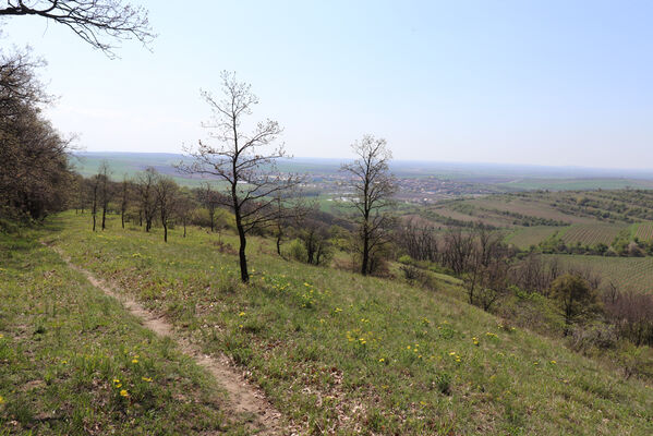 Bořetice, 22.4.2023
Zázmoníky.
Klíčová slova: Bořetice Zázmoníky vrch Horní ochozy