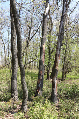 Bořetice, 22.4.2023
Les na Horních ochozech. 
Keywords: Bořetice vrch Horní ochozy Cardiophorus gramineus Ampedus rufipennis sinuatus Brychygonus megerlei