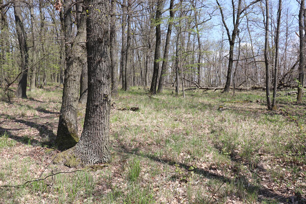 Bořetice, 22.4.2023
Les v sedle pod Horními ochozy.
Keywords: Bořetice vrch Horní ochozy Agriotes pilosellus Prosternon tessellatum chrysocomum